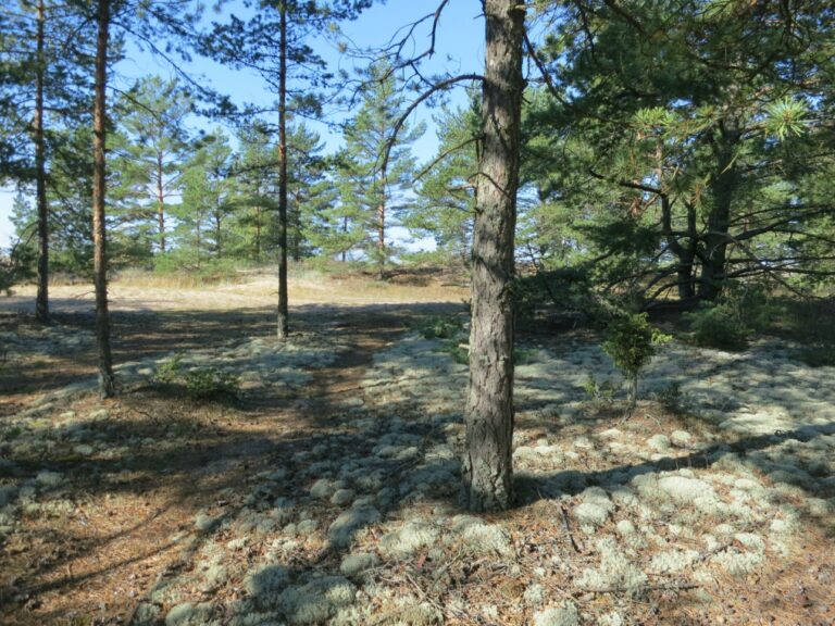 Yyterin metsäiset dyynit