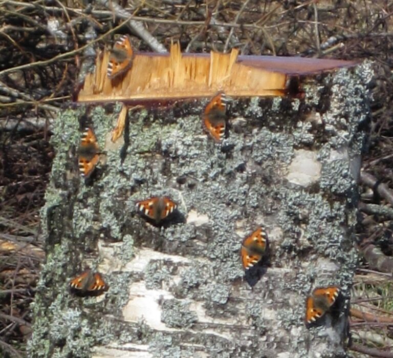 Kevätseuranta