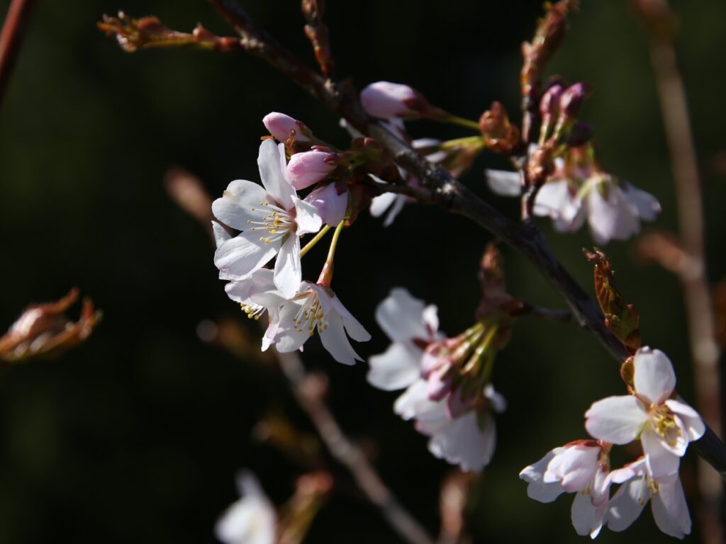 Kirsikkapuu kukkii