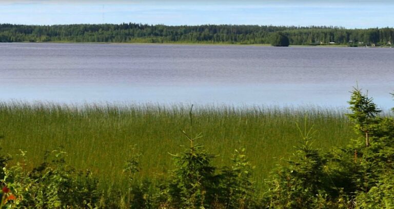 Maisemakuva Karhijärveltä. Kaislikkoinen ranta.