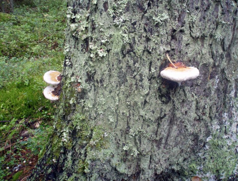 Käävät