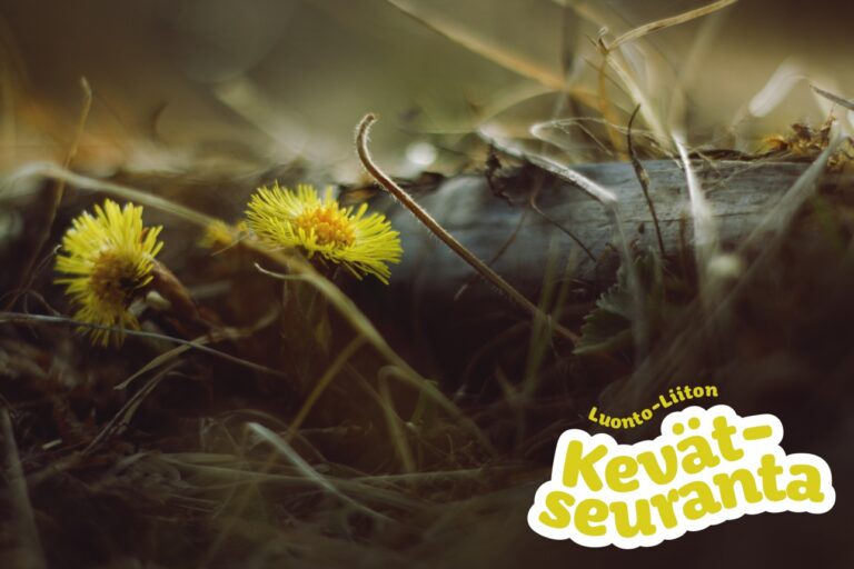 rajattu_kaytto_kevätseuranta riina pippuri