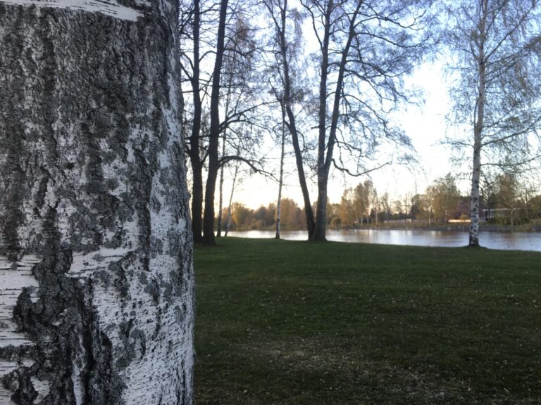 Joki koivun takaa kuvattuna