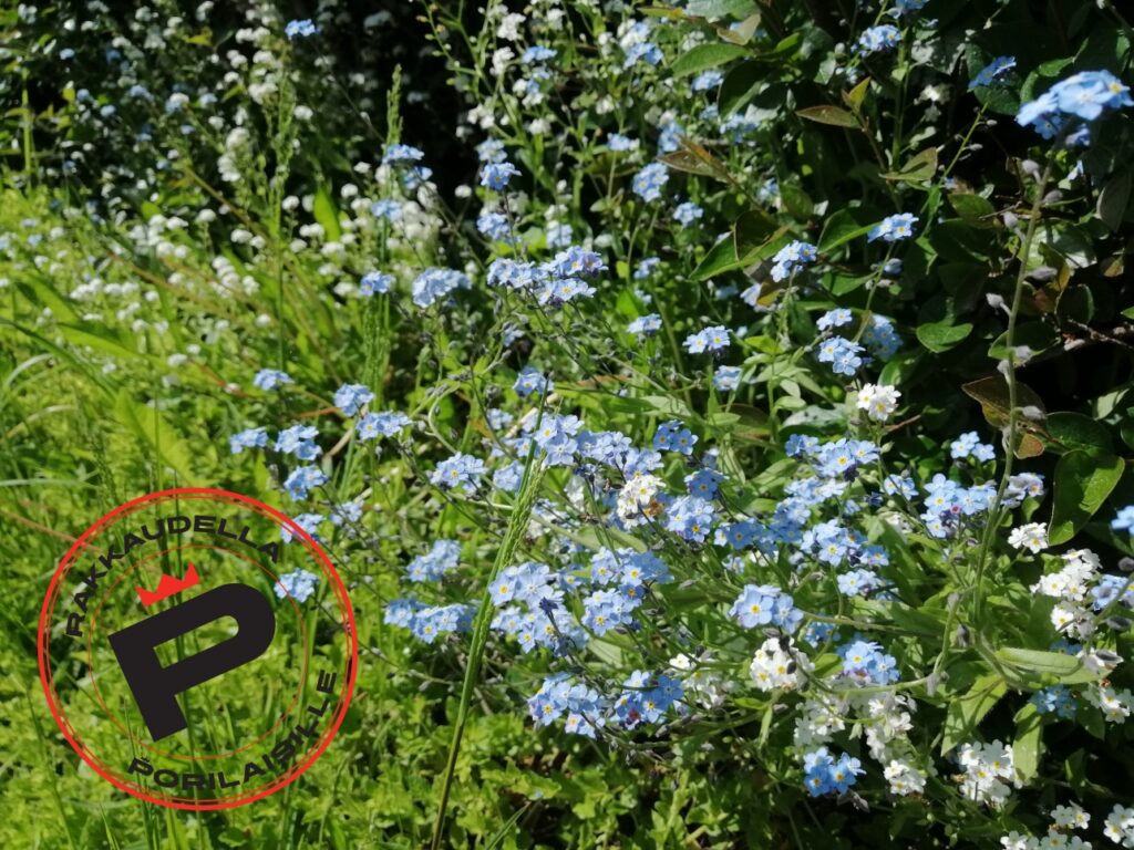 Sinisiä ja valkoisia niittykukkia ja Rakkaudella porilaisille -leima