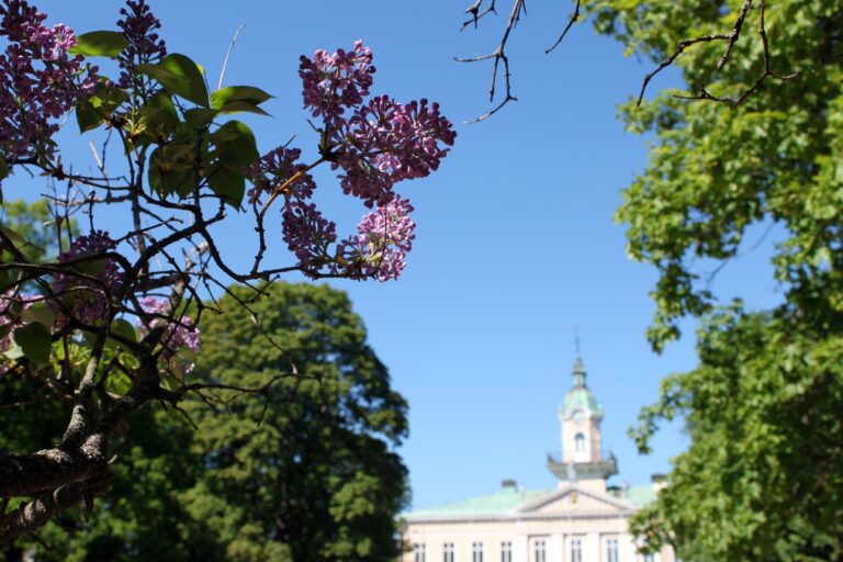 Raatihuoneen kesäinen kukkaloisto ihastuttaa.