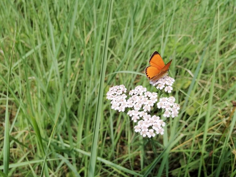 Oranssi perhonen valkoisella kukalla vihreän niityn keskellä