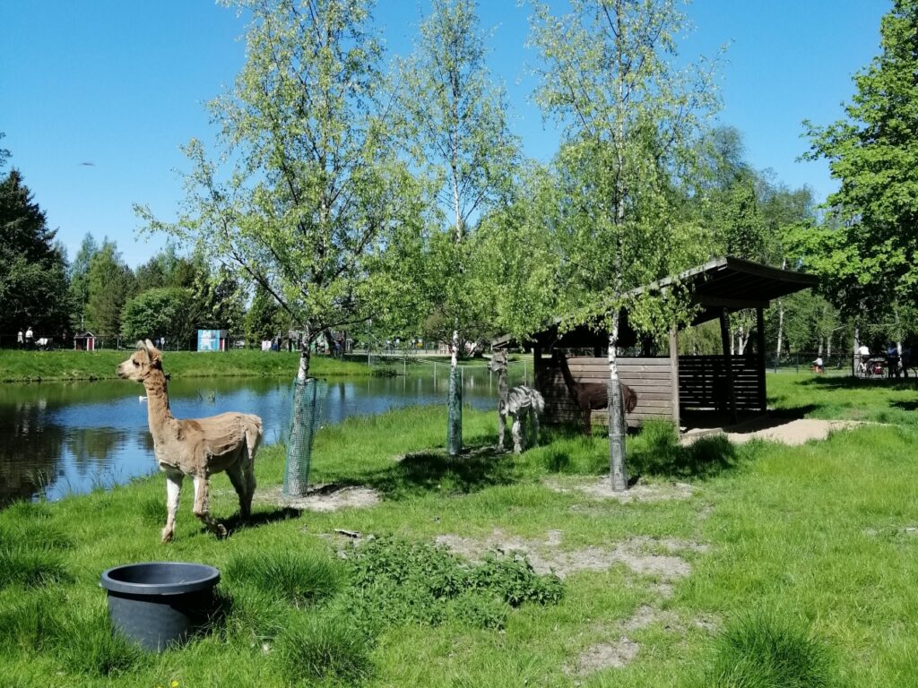 Alpakoita Kirjurissa