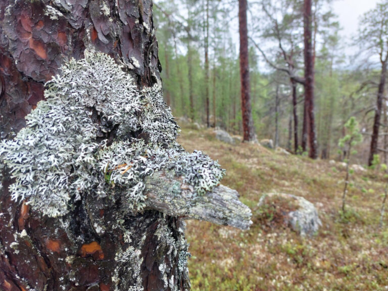 Valokuva jäkälästä