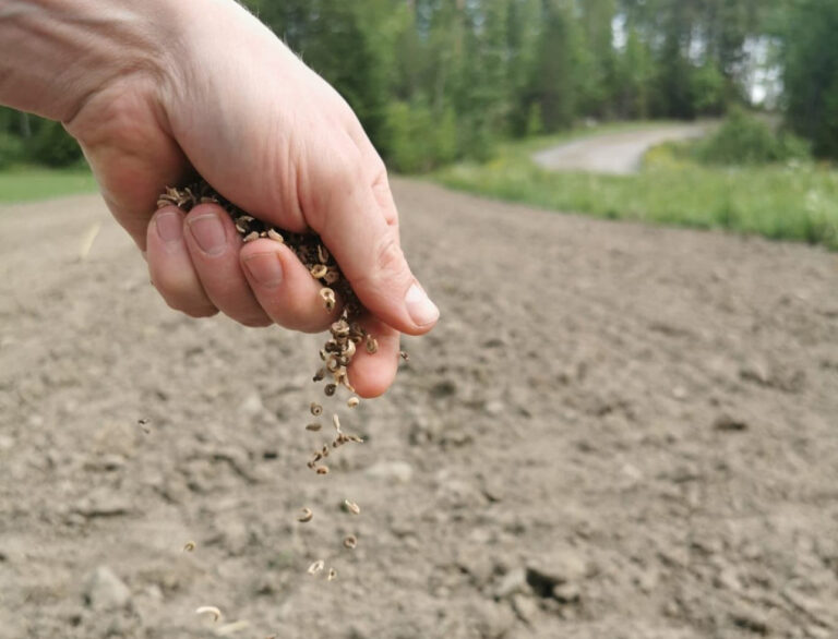 Käsi pudottaa siemeniä pellolle