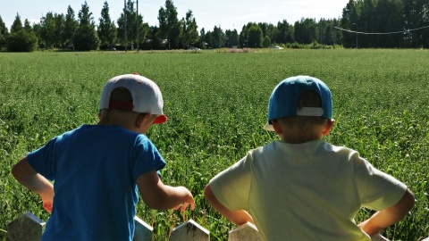 Peltomaisema, jossa kaksi pikkupoikaa