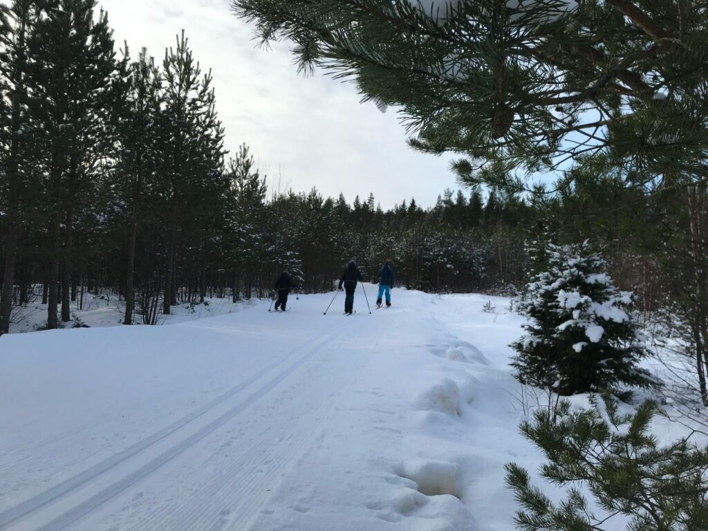 Hiihtolatuja metsässä