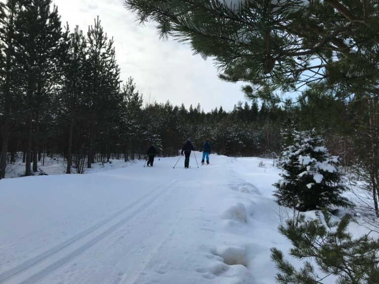Hiihtolatuja metsässä