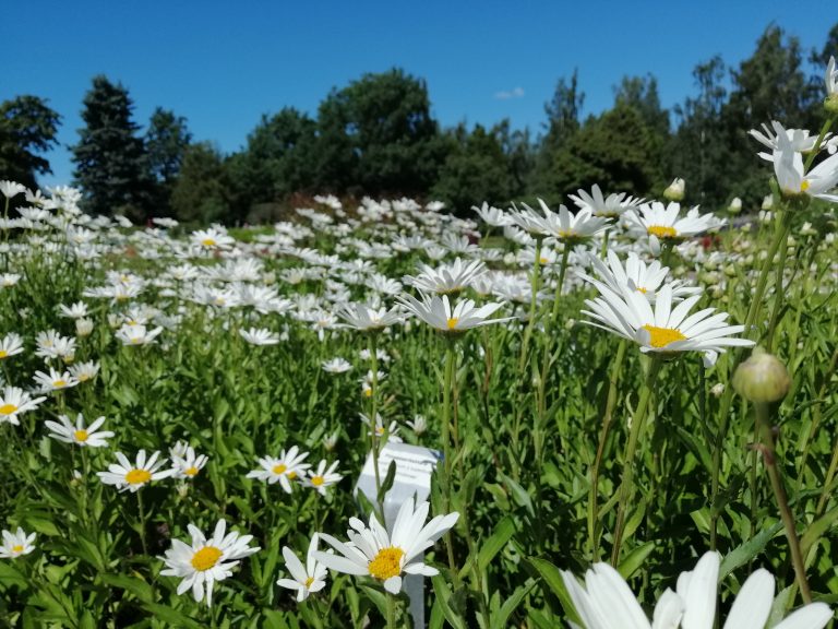 Valkoisia kukkia niityllä