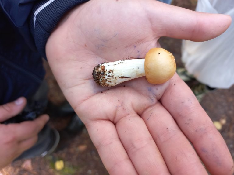 Lapsi pitää kädessään vaaleaa, multaista sientä.