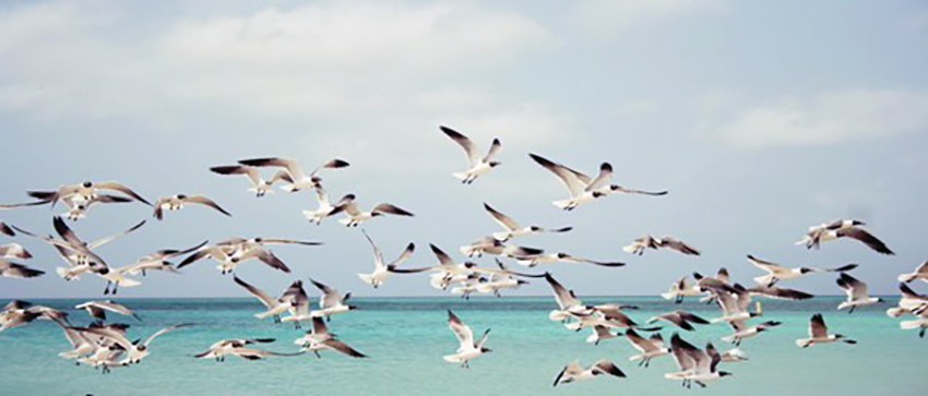 Kuvassa on merimaisema. Meren päällä on parvi lentäviä naurulokkeja ja sen takana oleva taivas on sininen ja pilvetön.