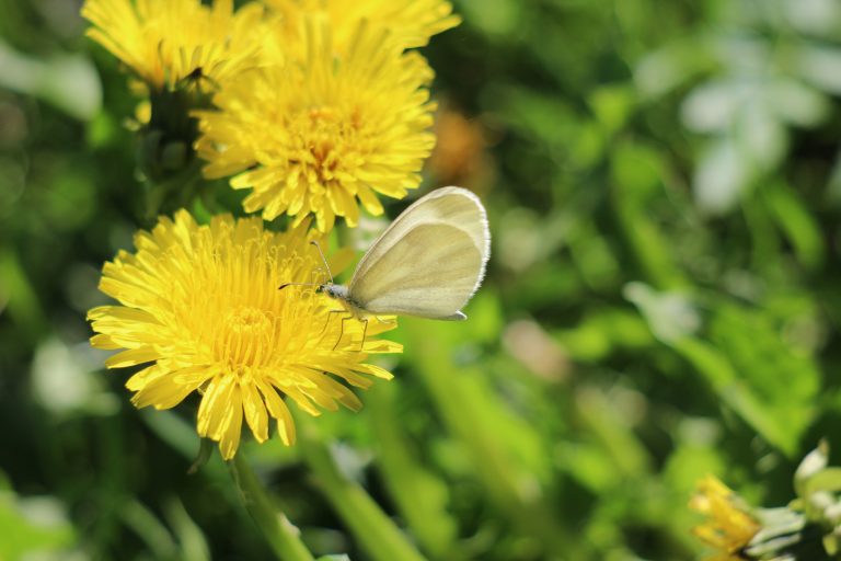 Vaaleasiipinen perhonen keltaisella kukalla