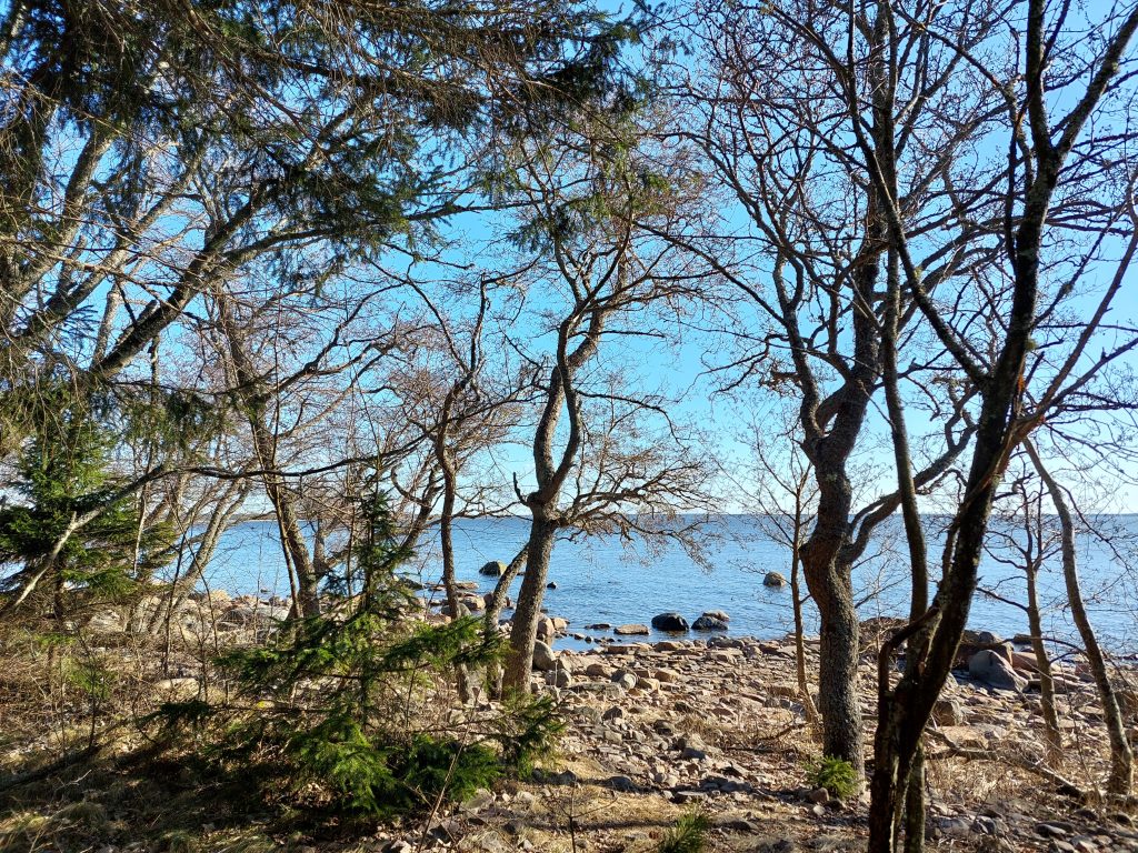 Kivikkoinen merenranta näkyy puiden läpi.