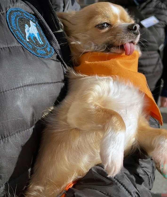 Lähikuva chihuahuasta, jolla on oranssi huivi ja kieli ulkona suusta. Hän on kuvassa henkilön sylissä.