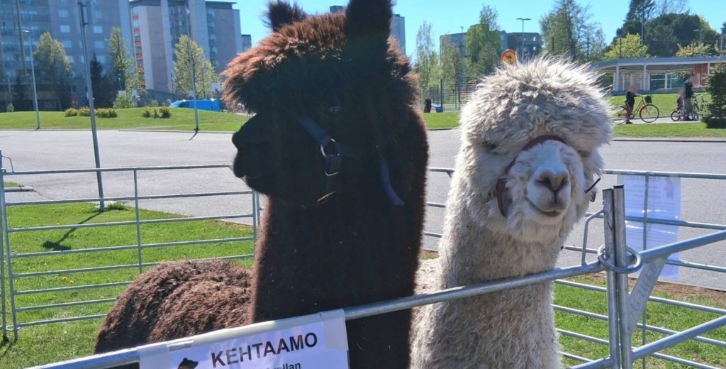 Tumman ruskea ja valkoinen alpakka nurmikolla aitauksessa Itätuulen pihassa.